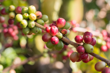 Coffee Fruit on the Branch