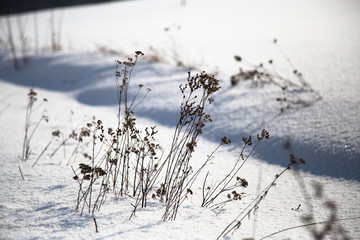 Dry plants in winter.