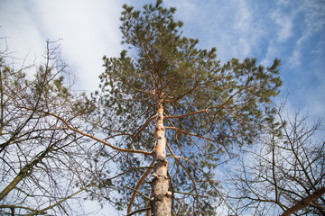Pine forest in winter.