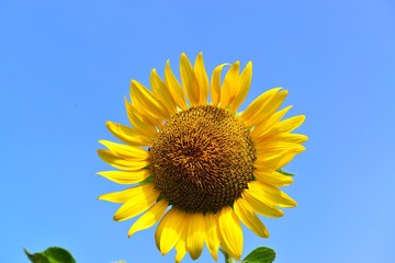 長崎鼻のヒマワリ