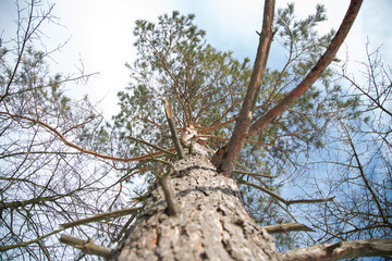 Pine trees, branches of pine trees in winter.