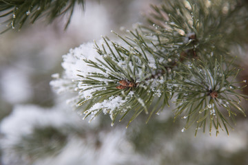 Naklejka na ściany i meble Pine trees, branches of pine trees in winter.