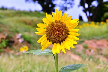 長崎鼻のヒマワリ