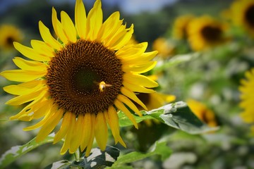 長崎鼻のヒマワリ