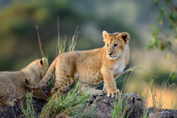 Naklejka premium African lion cub