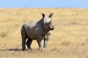 Crédence de cuisine en verre imprimé Rhinocéros rhinocéros blanc africain