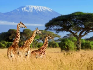 Crédence de cuisine en verre imprimé Girafe Trois girafes sur fond de mont Kilimandjaro