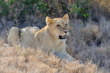 Naklejka na ściany i meble Lion in National park of Kenya