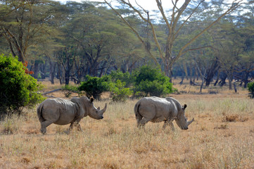 Naklejka premium African white rhino