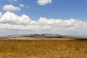 Savannah landscape in the National park in Kenya