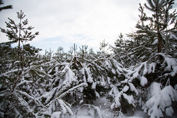 Forest covered by snow in winter.