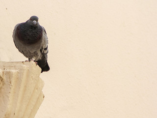 Nice pigeon background