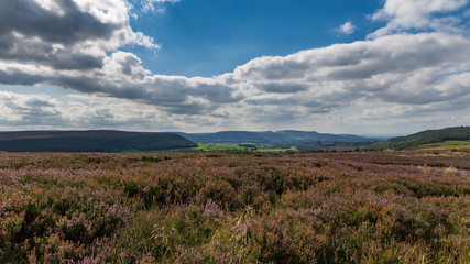 North York Moors landscape near Percy Cross, North Yorkshire, England, UK