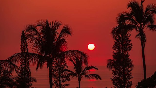 Beautiful sunset over the palm trees