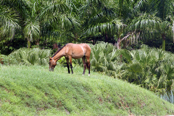 Horse grazing on a hill
