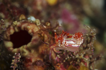 Redline Flabellina (Flabellina rubrolineata)