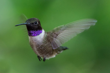 Fototapeta na wymiar Black Chinned Hummingbird
