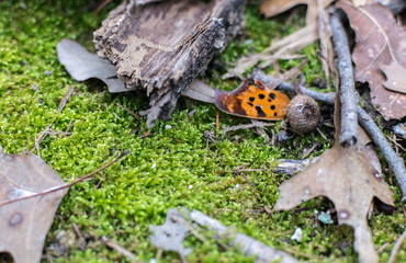 Moss and Broken Wing
