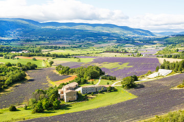 Lavender fields near Valensole in Provence, France.