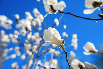 white blooming magnolias at spring