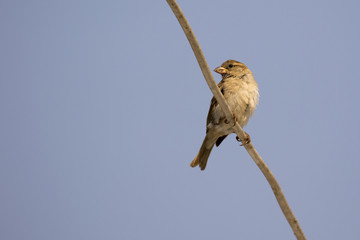 Image of sparrow on sky background. Bird