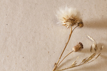 Cardboard background with dried plants on the right, closeup