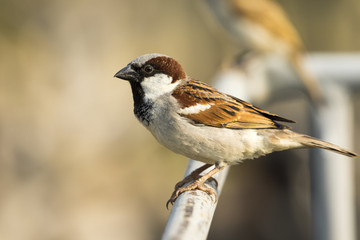 Image of sparrow on nature background. Bird