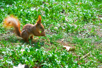squirrel with a nut sittins in green grass in the spring forest