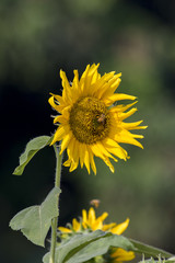 Image of sunflower on nature background.