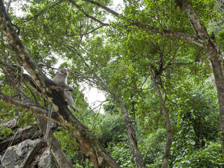 Fototapeta premium Wild monkey in the jungle, Thailand