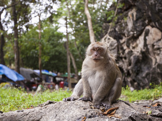 Wild monkey in the jungle, Thailand