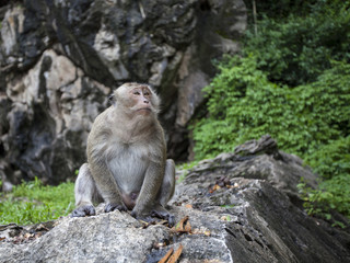 Wild monkey in the jungle, Thailand