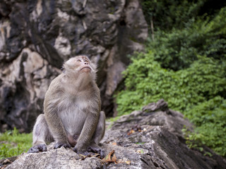 Naklejka na ściany i meble Wild monkey in the jungle, Thailand