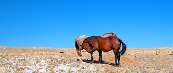 Windblown Red Roan Band Stallion with his Bay Mare on Sykes Ridge in the Pryor Mountain Wild Horse Range in Montana - Wyoming USA