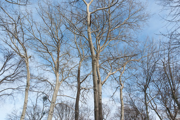 Dead tree branches against blue sky