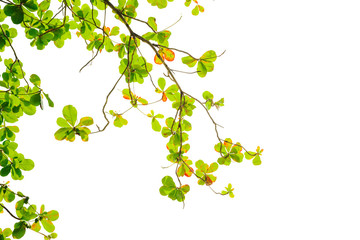 green and red sea almond leaves with tree branch isolated on white background use as natural copy space or multipurple backdrop, Indian almond tree, Branch leaves isolated on white background