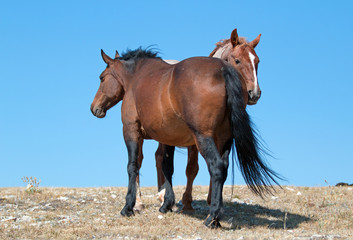 Obraz na płótnie Canvas Windblown Red Roan Band Stallion with his Bay Mare on Sykes Ridge in the Pryor Mountain Wild Horse Range in Montana - Wyoming USA