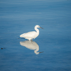 Egret walking and fishing on the shore 