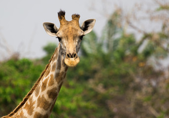 Image of a giraffe head on nature background. Wild Animals.