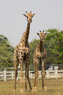 Image of a giraffe on nature background. Wild Animals.
