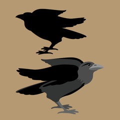 Crow vector illustration style Flat set silhouette black