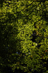 Obraz premium 青もみじ02