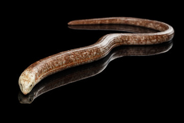 Obraz premium Sheltopusik or European Legless Lizard, Pseudopus apodusapodus isolated on Black background with reflectoin