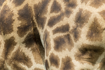 Obraz premium Genuine leather skin of giraffe with light and dark brown spots.