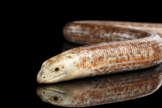 Sheltopusik or European Legless Lizard, Pseudopus apodusapodus isolated on Black background with reflectoin