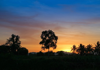 sky in sunset and motion cloud colorful beautiful with silhouett tree