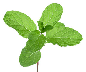 Fresh mint leaves isolated on white background