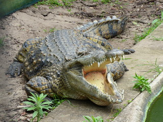 faule Krokodile am Teich mit grünen Wasserpflanzen