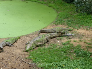 faule Krokodile am Teich mit grünen Wasserpflanzen