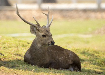 Image of a deer relax on nature background. Wild Animals.